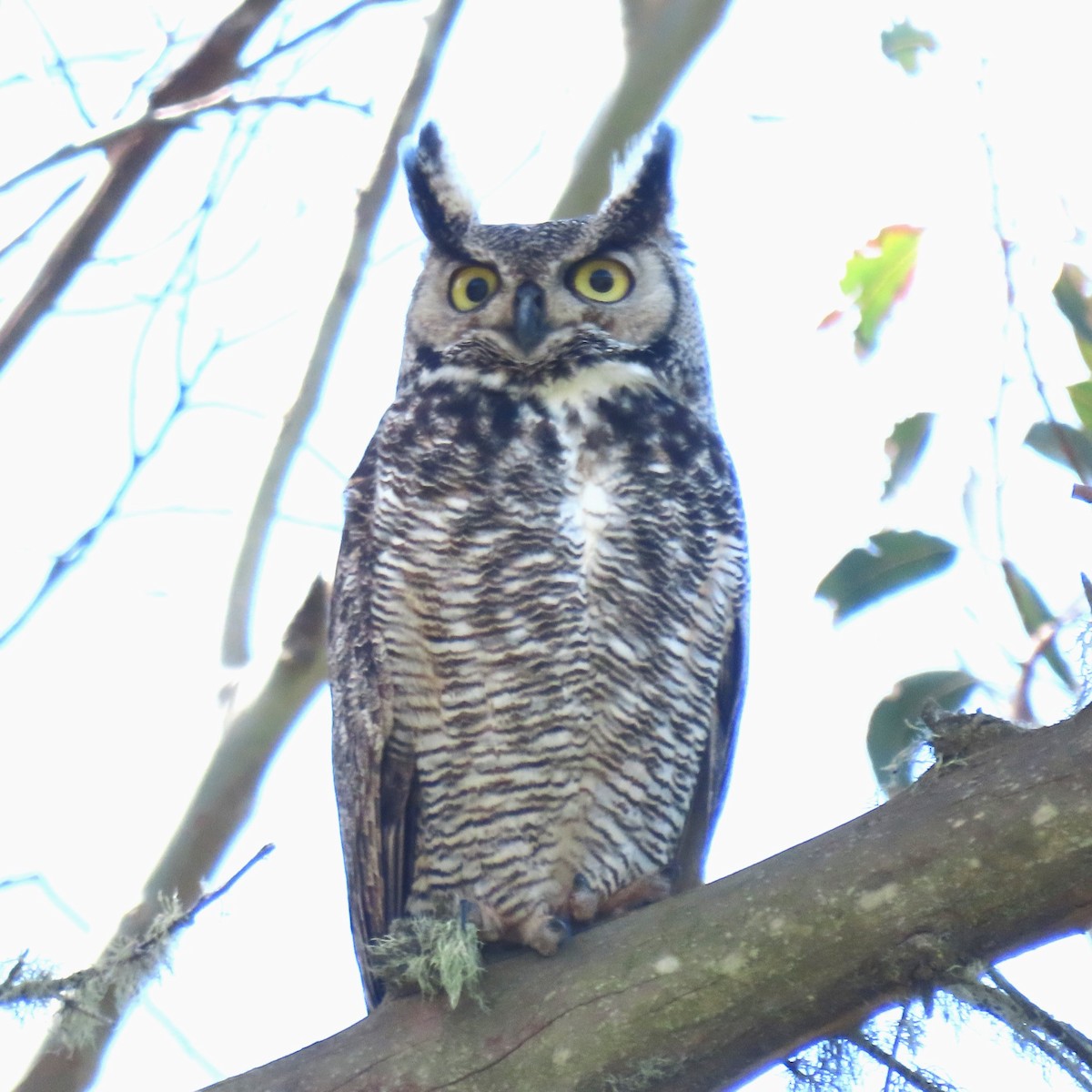 Great Horned Owl - ML616487318