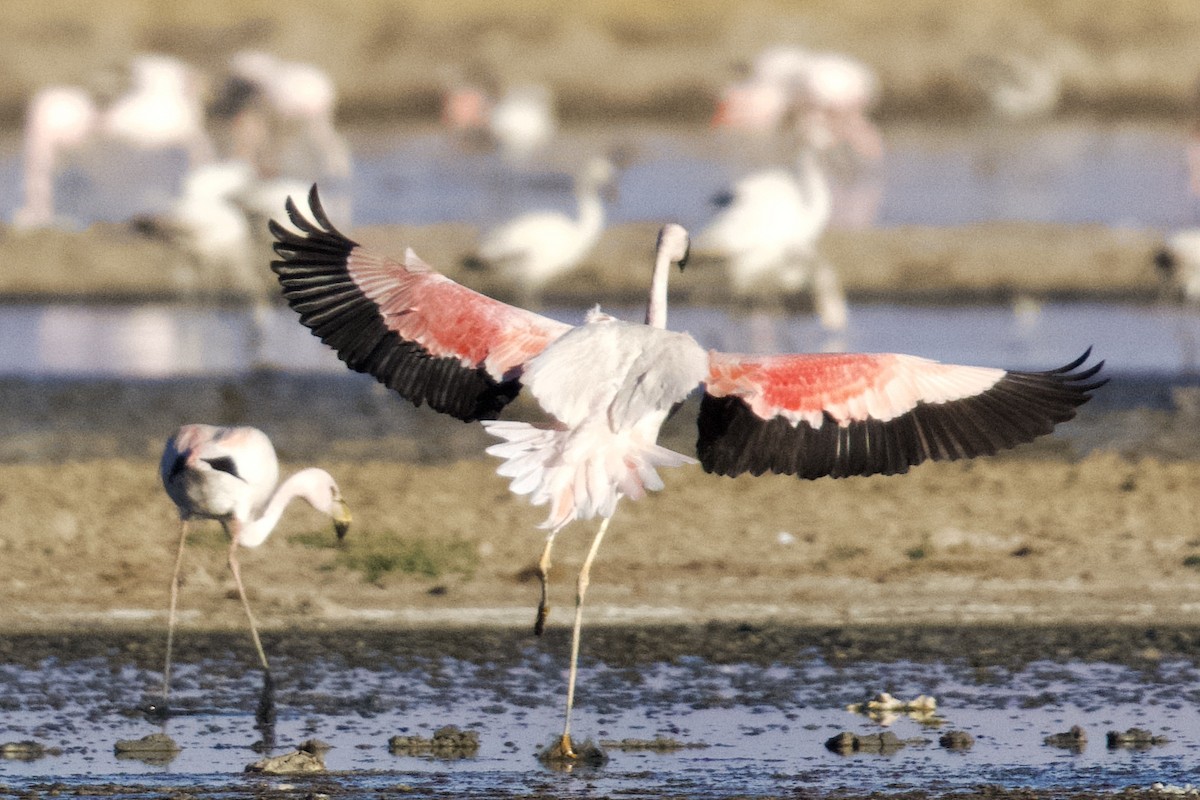 Andean Flamingo - Debbie Metler