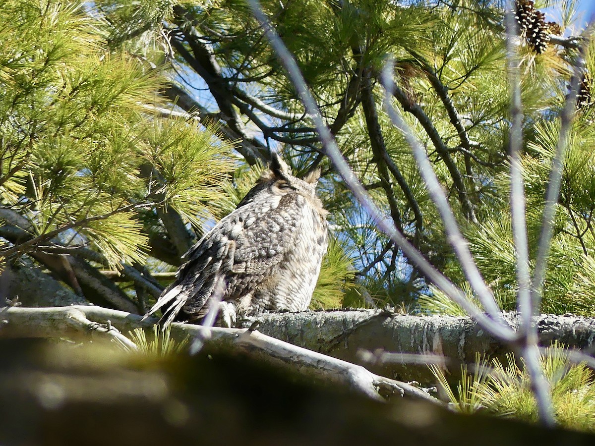 Great Horned Owl - ML616487367