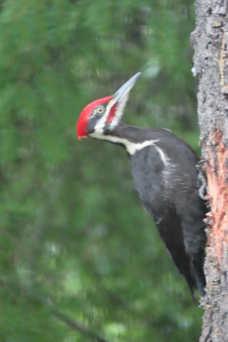 Pileated Woodpecker - ML616487444