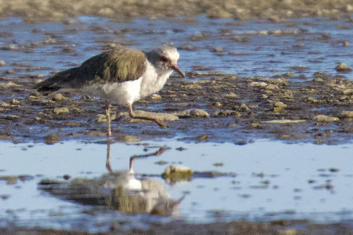 Andean Lapwing - ML616487459