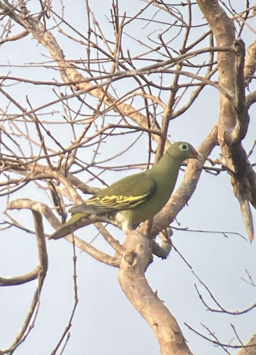 Thick-billed Green-Pigeon - ML616487479