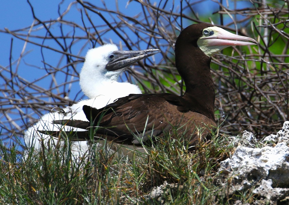Brown Booby - ML616487566
