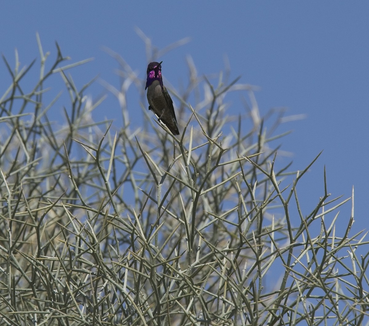 Costa's Hummingbird - ML616487598