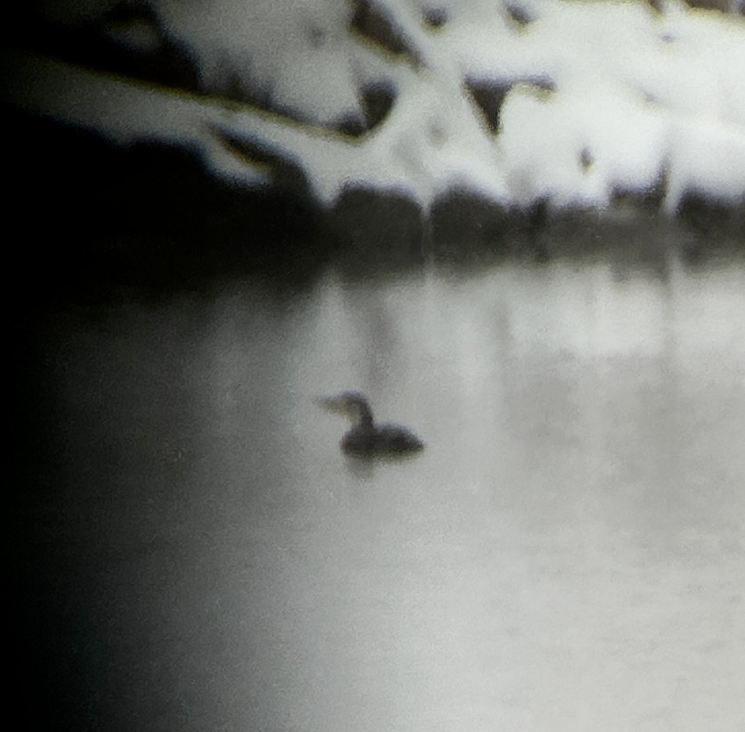 eBird Checklist - 25 Mar 2024 - McLellen Reservoir - 6 species