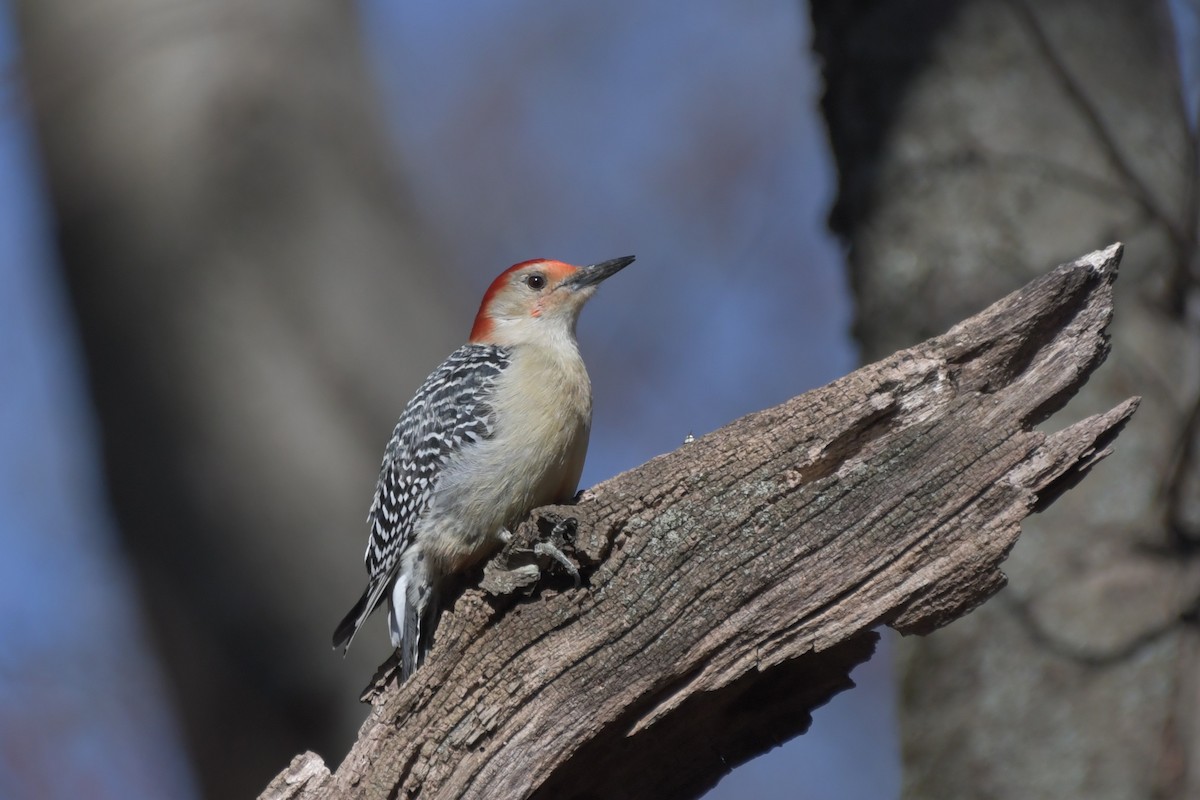 Red-bellied Woodpecker - ML616487662
