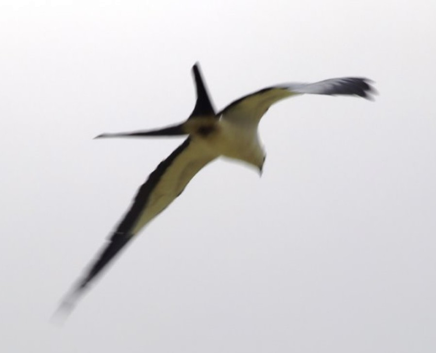 Swallow-tailed Kite - ML616487681