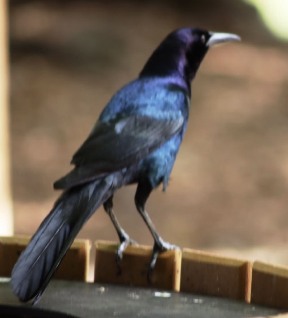 Boat-tailed Grackle - ML616487689