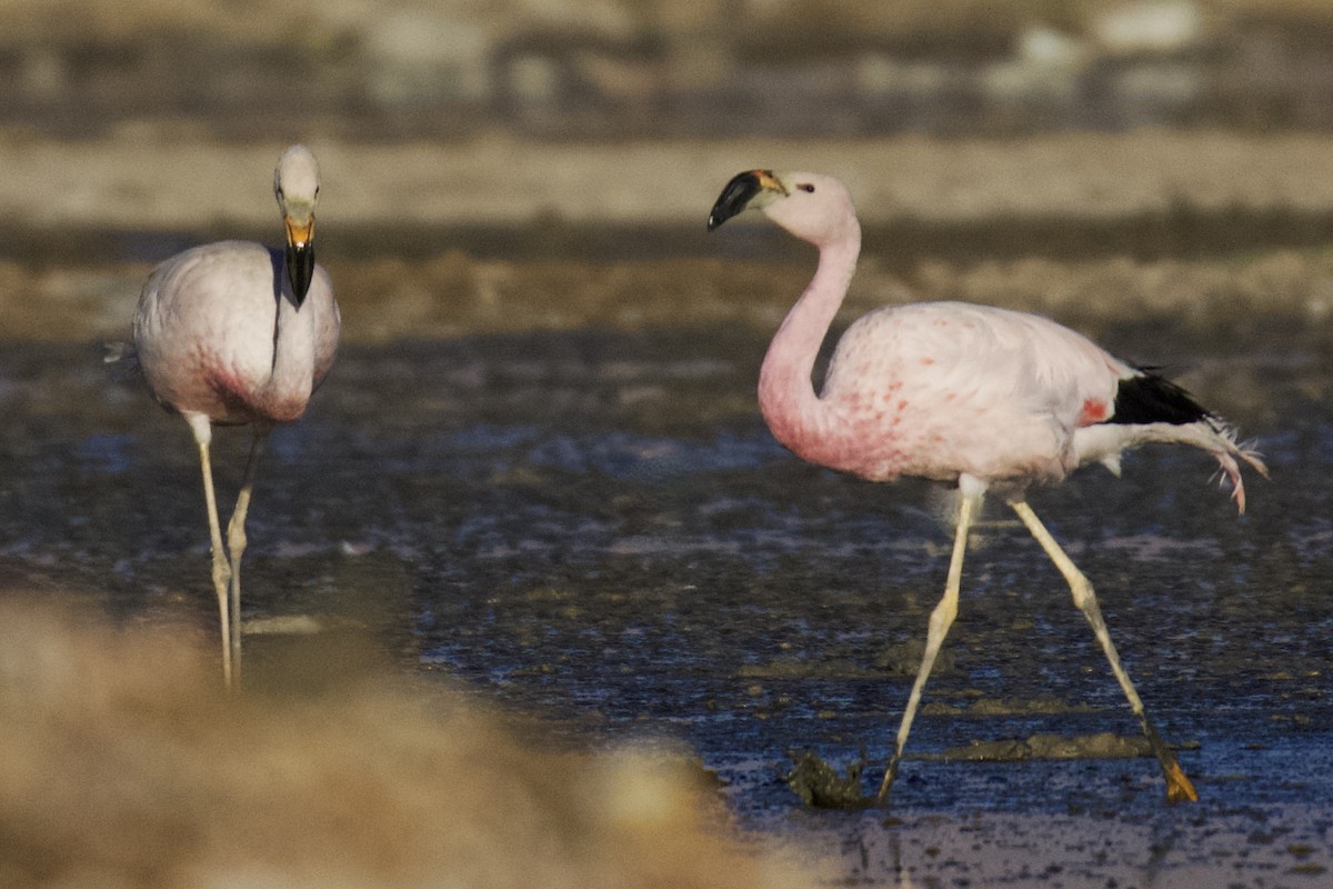 Andean Flamingo - ML616487709