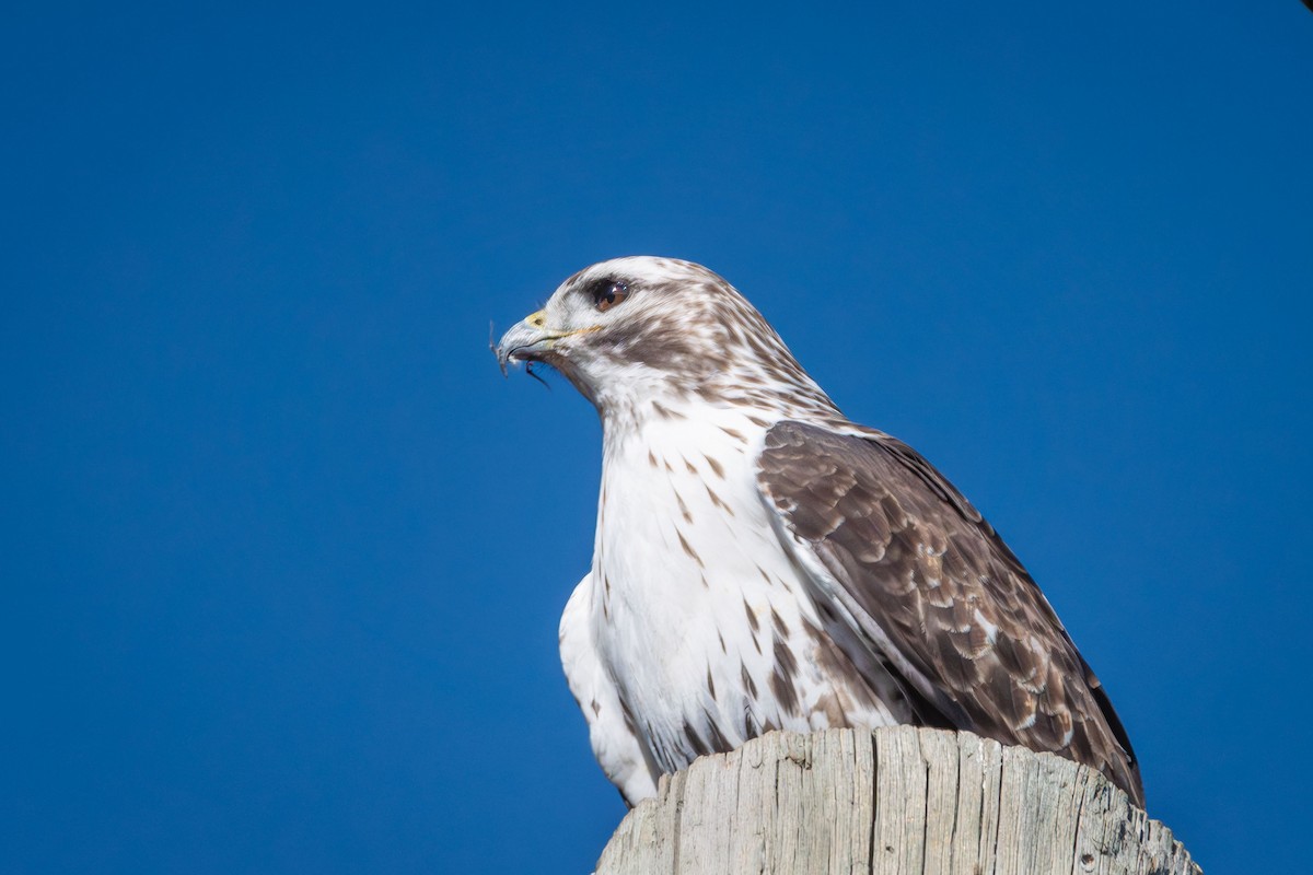 Red-tailed Hawk (Harlan's) - ML616487740