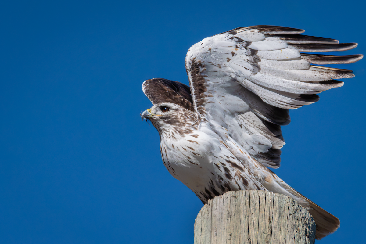 Red-tailed Hawk (Harlan's) - Anne Spiers