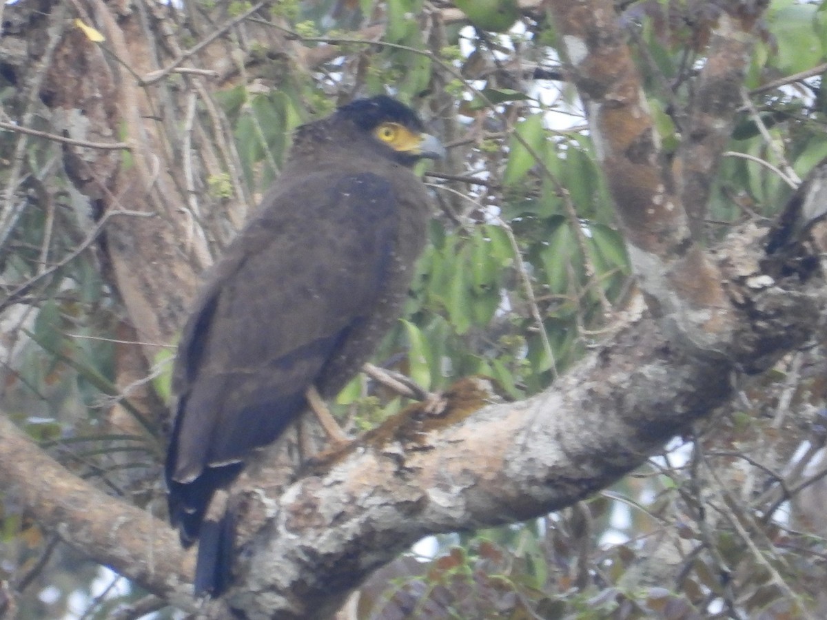 Crested Serpent-Eagle - ML616487784