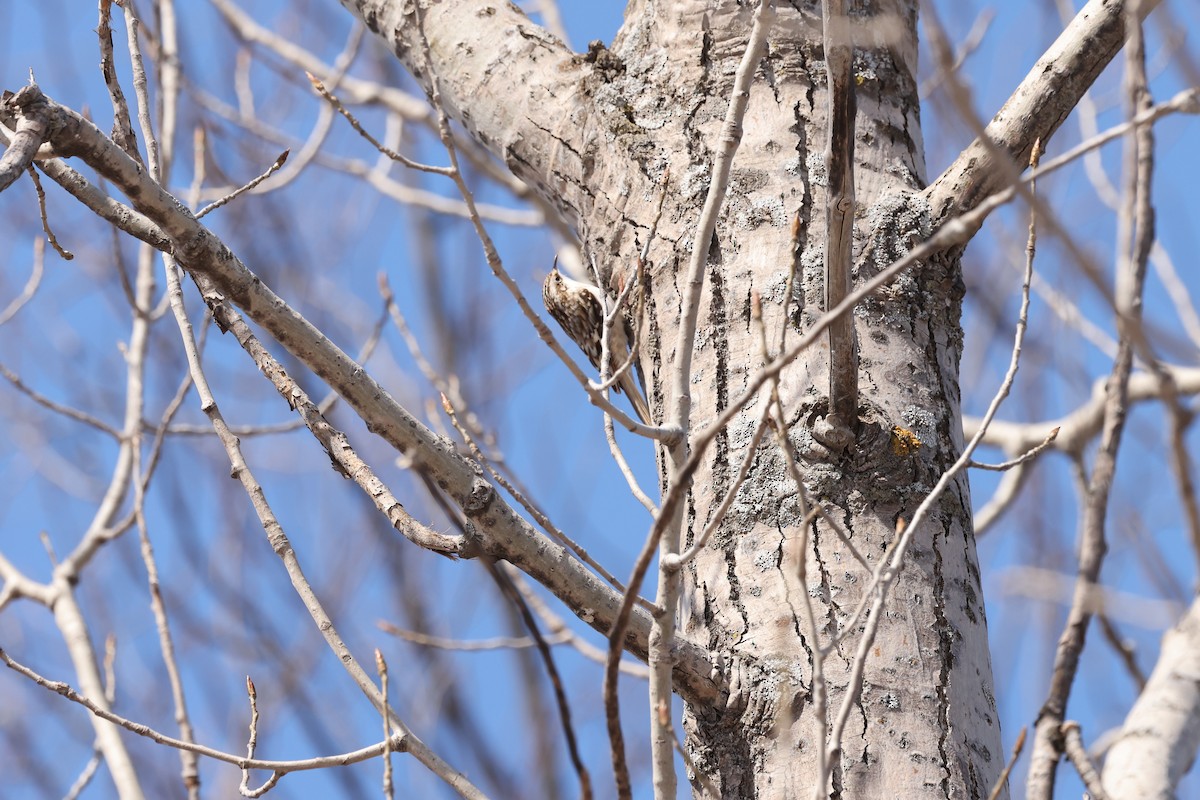 Brown Creeper - Marie Provost