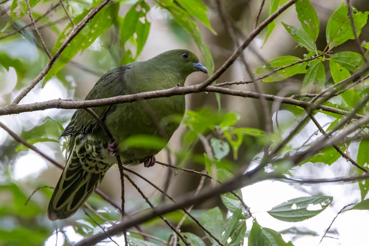 Whistling Green-Pigeon (Ryukyu) - ML616487865