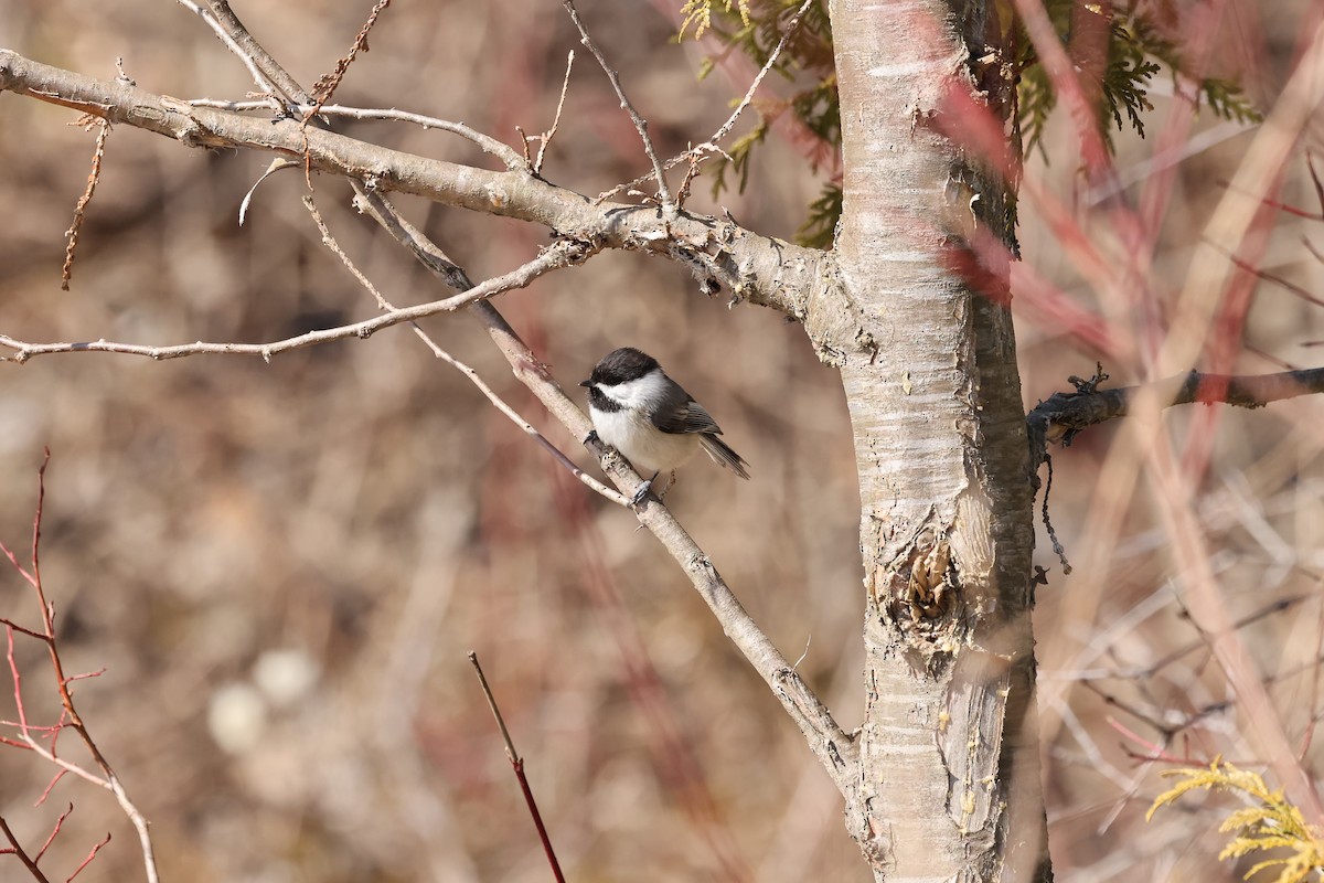 Black-capped Chickadee - Marie Provost