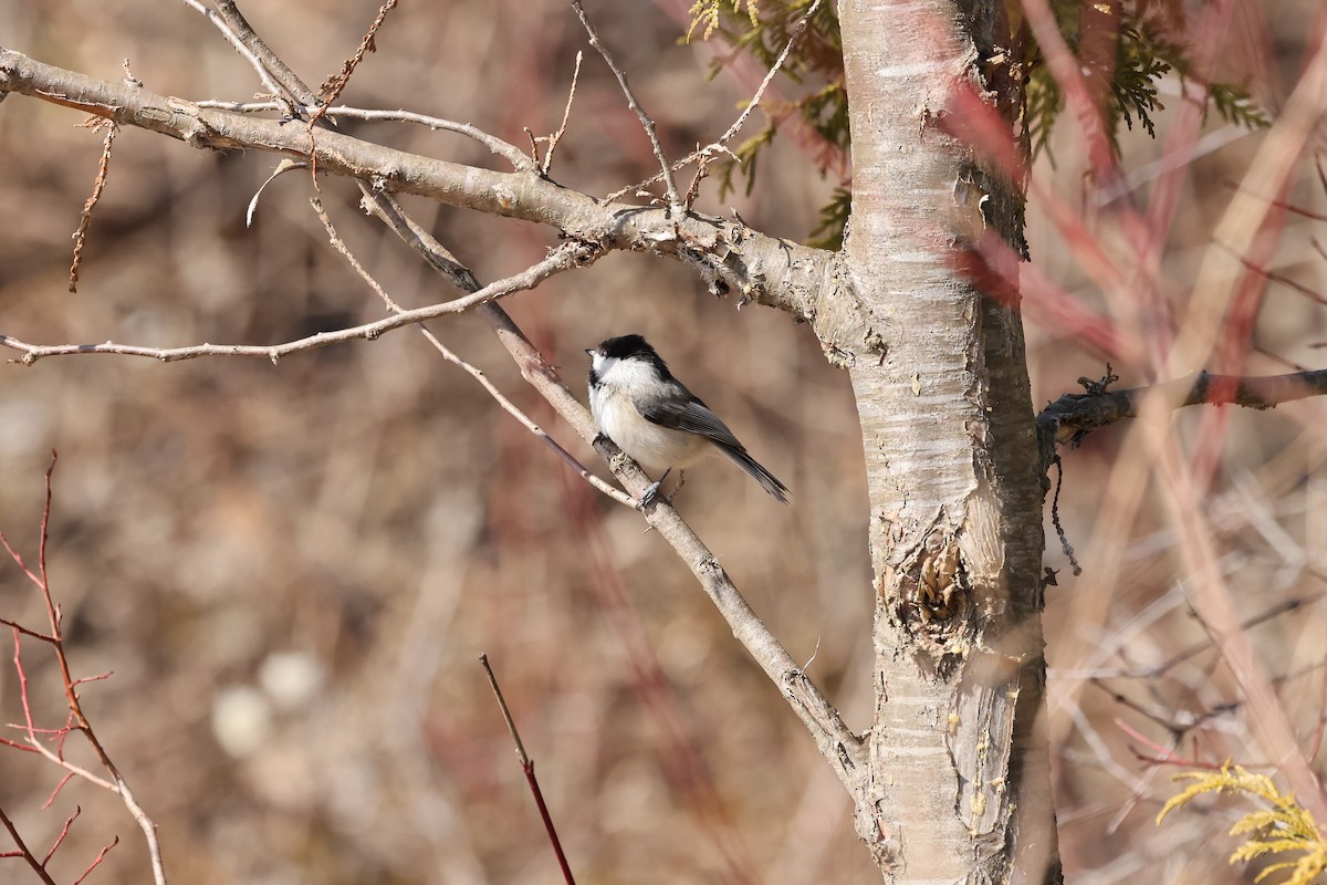 Black-capped Chickadee - Marie Provost
