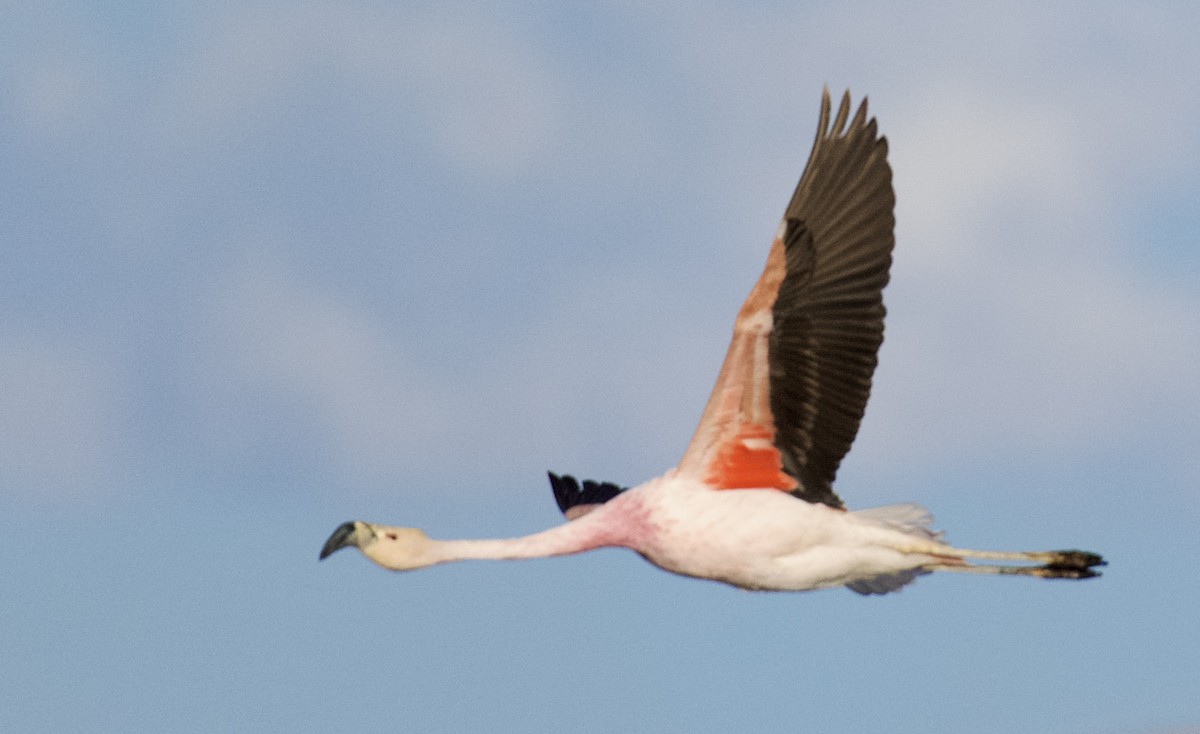Andean Flamingo - Debbie Metler