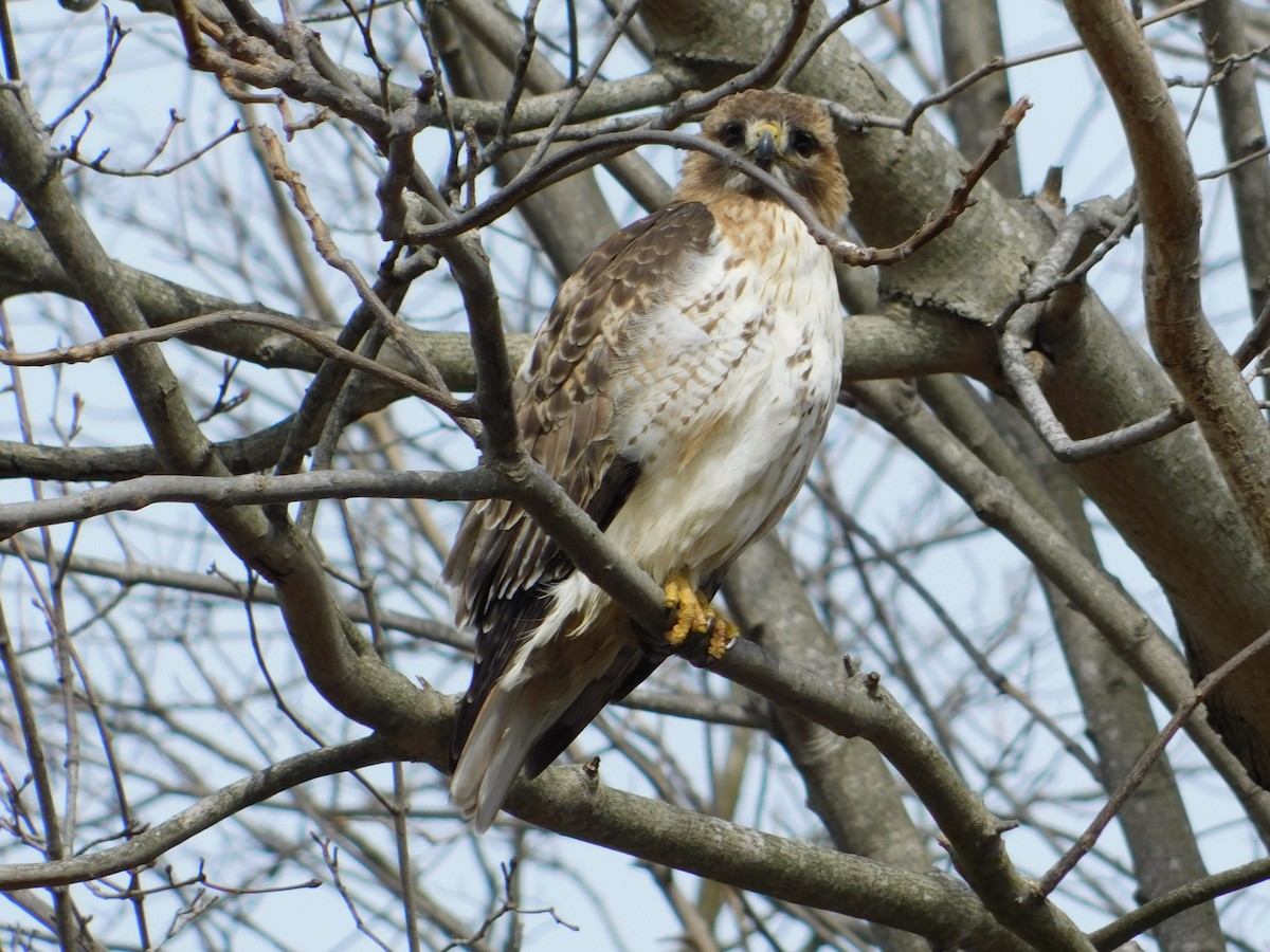 Red-tailed Hawk - ML616488057