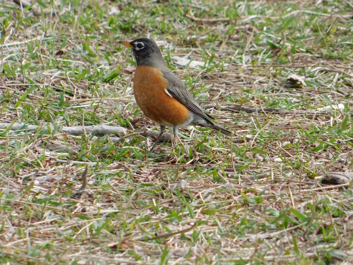 American Robin - Meeting Place Group