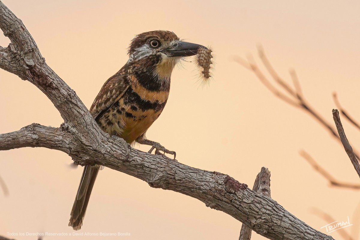 Two-banded Puffbird - ML616488081