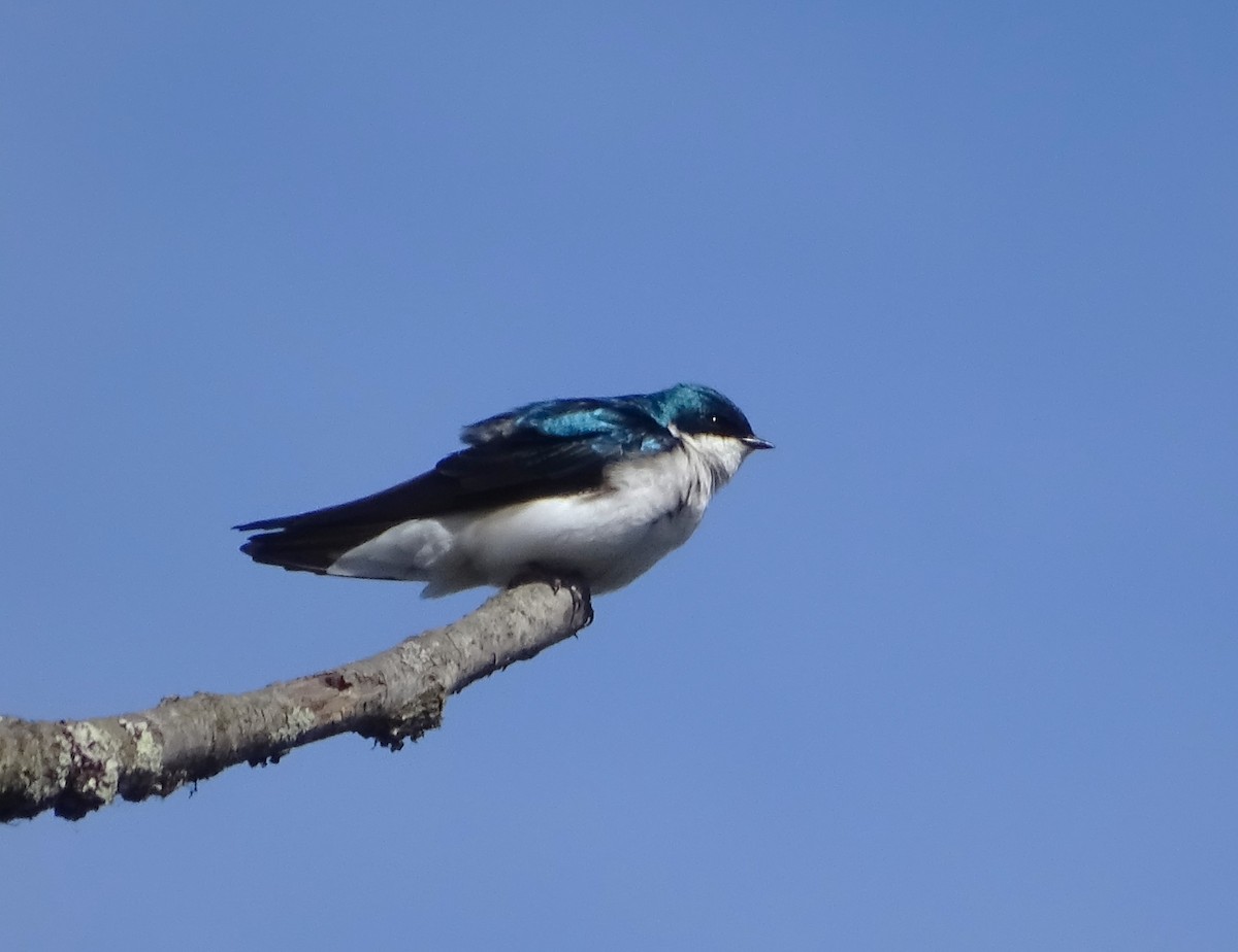 eBird Checklist 25 Mar 2024 Killbuck Marsh Wildlife AreaValley Rd