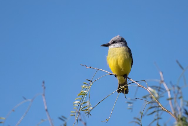 Tropical Kingbird