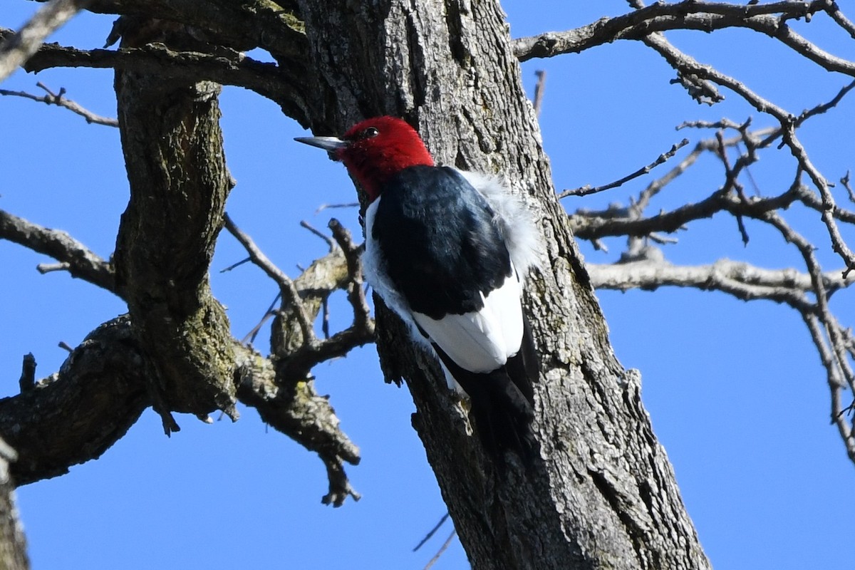 Red-headed Woodpecker - ML616488268