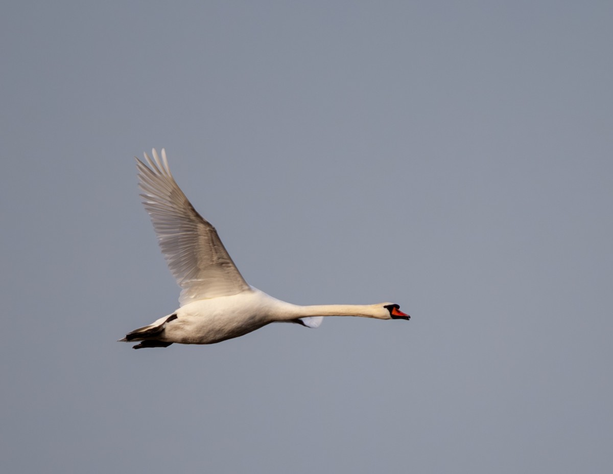 Mute Swan - Sydney Peck