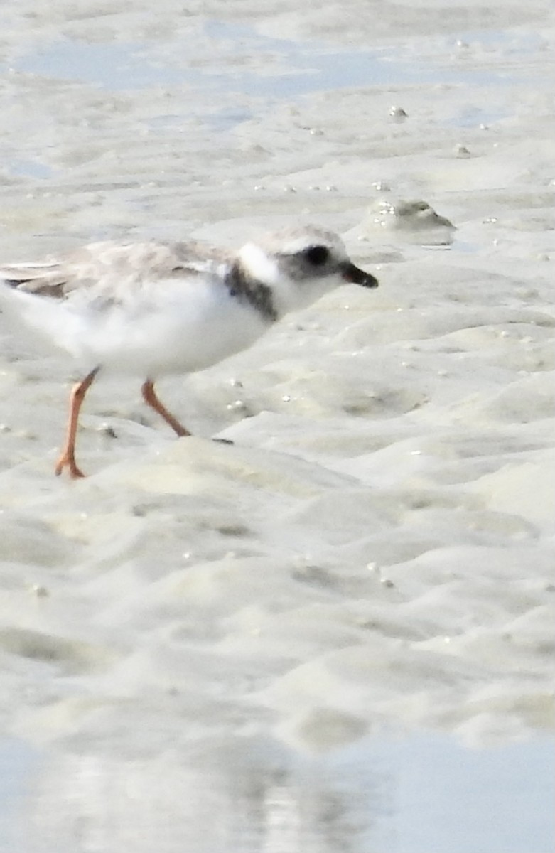 Piping Plover - ML616488499