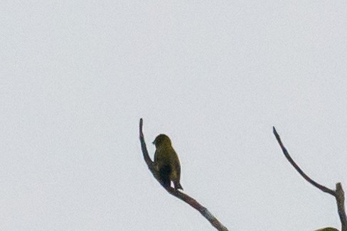 Olivaceous Siskin - ML616488546
