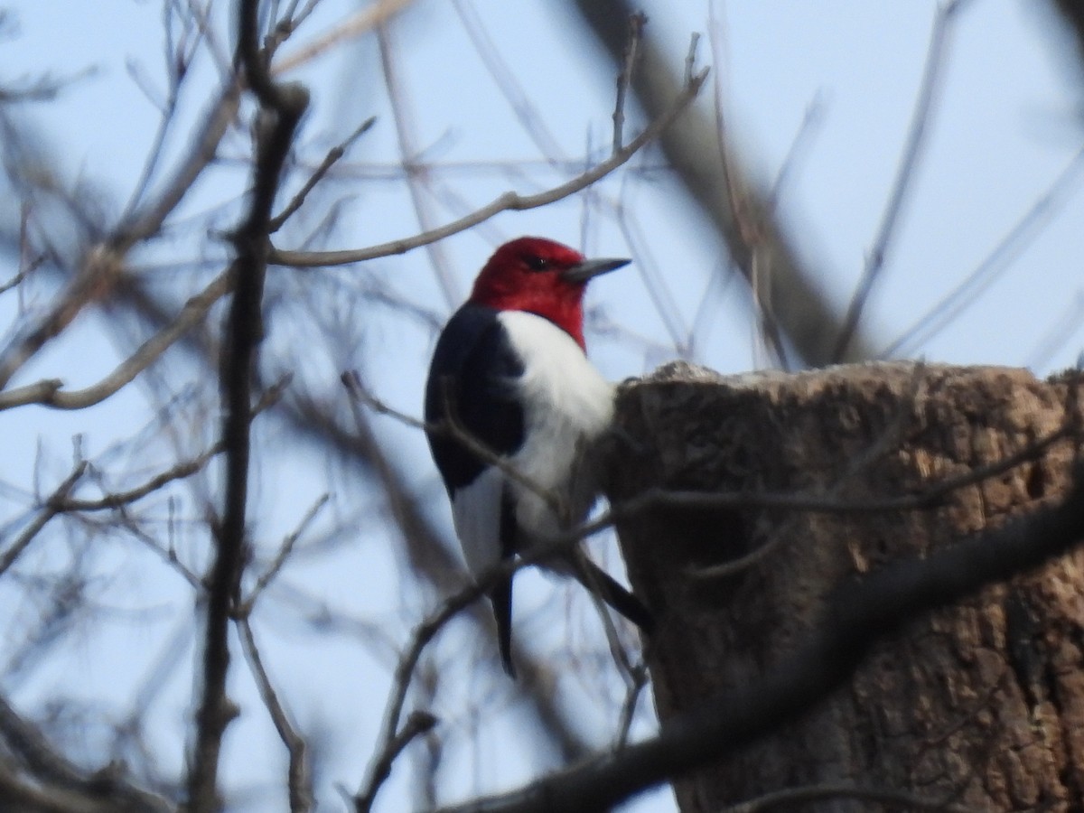 Red-headed Woodpecker - ML616488547