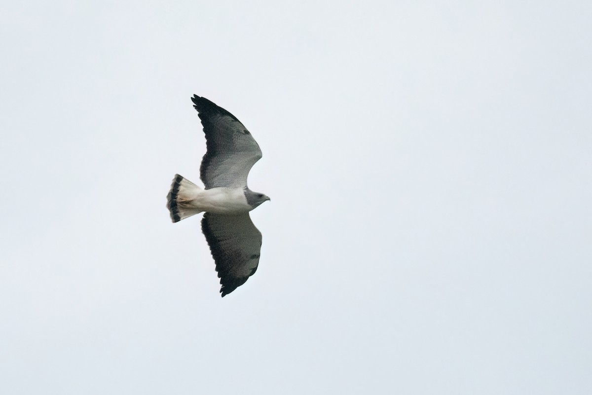 White-tailed Hawk - ML616488559
