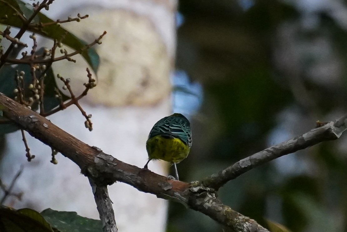 Yellow-bellied Tanager - ML616488675
