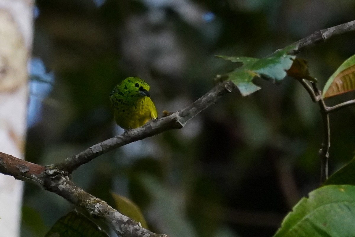 Yellow-bellied Tanager - ML616488676