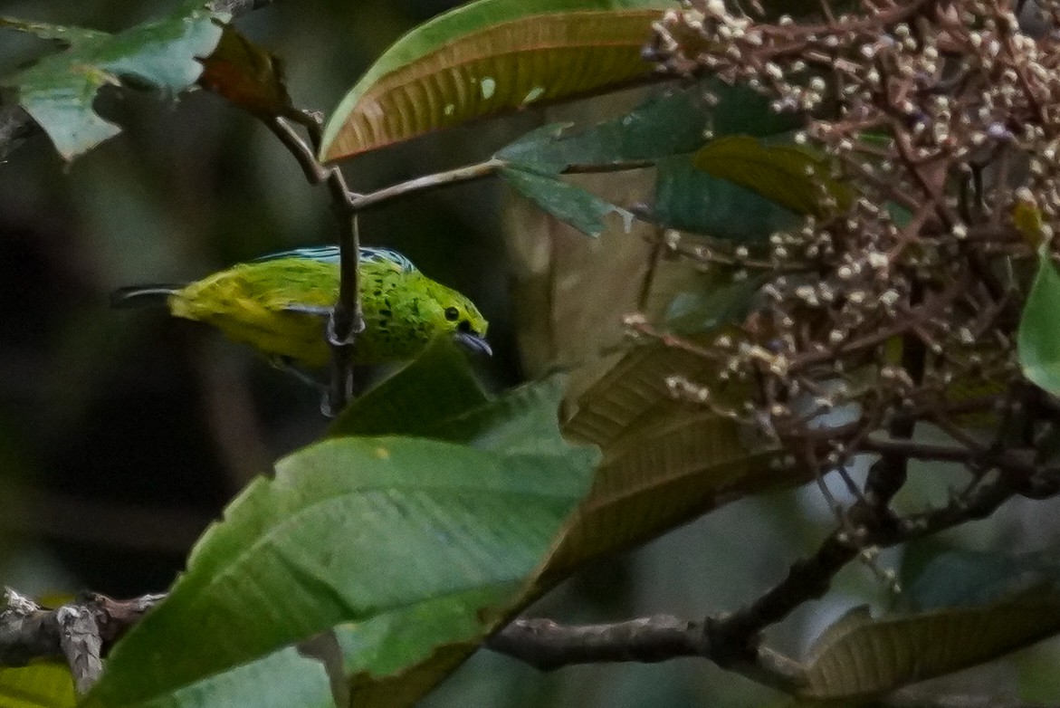 Yellow-bellied Tanager - ML616488677