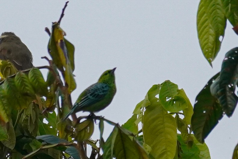 Yellow-bellied Tanager - ML616488746