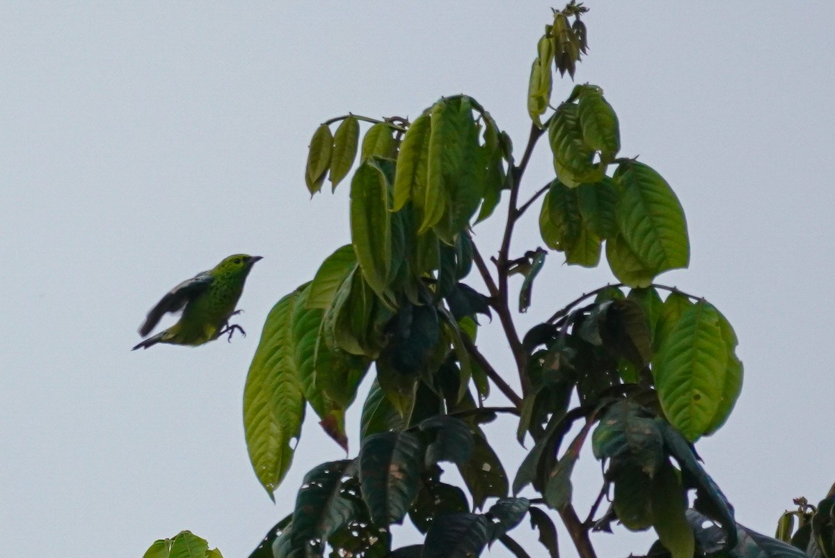 Yellow-bellied Tanager - ML616488748
