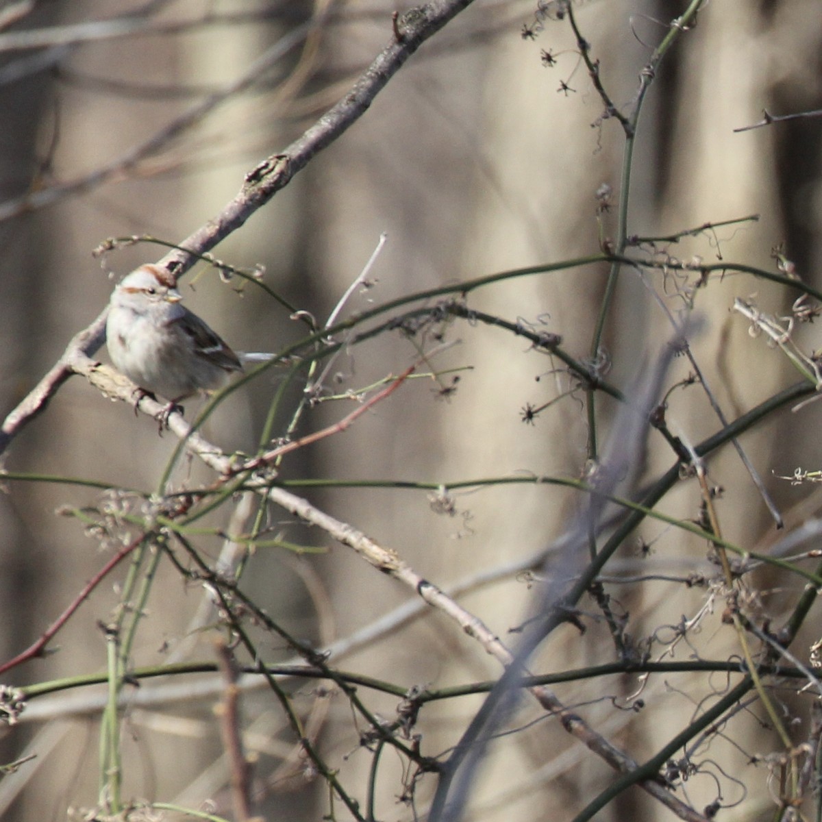 American Tree Sparrow - ML616488814