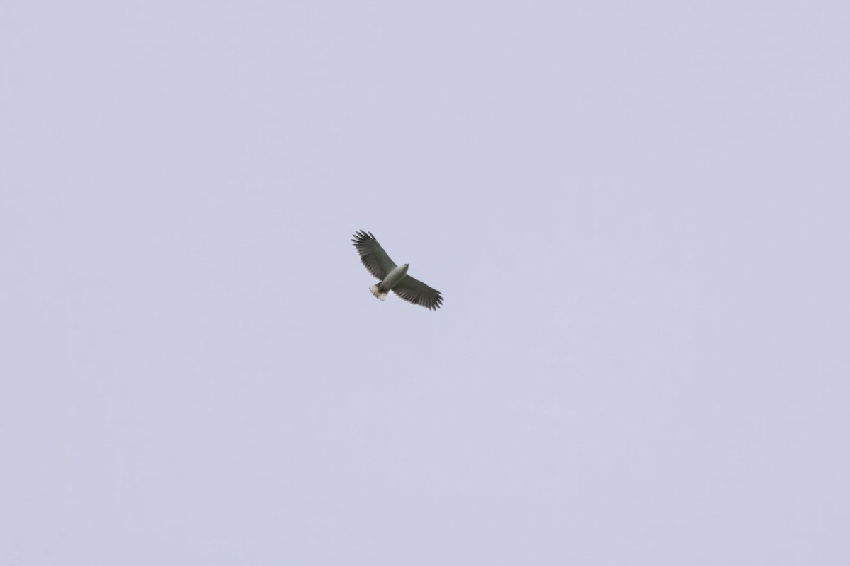 White-necked Hawk - ML616488841