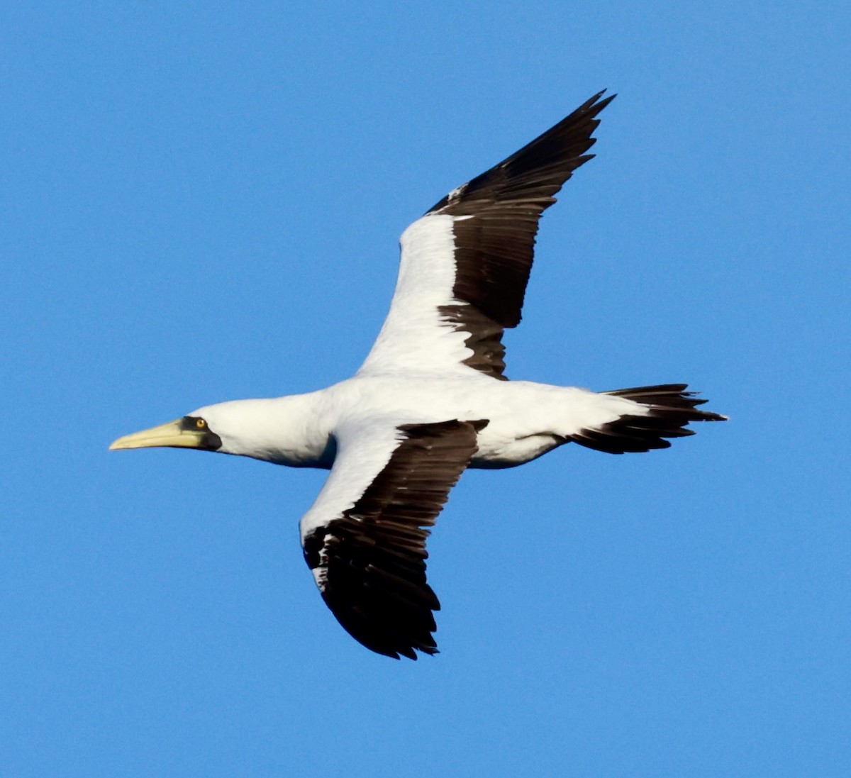 Masked Booby - ML616488870