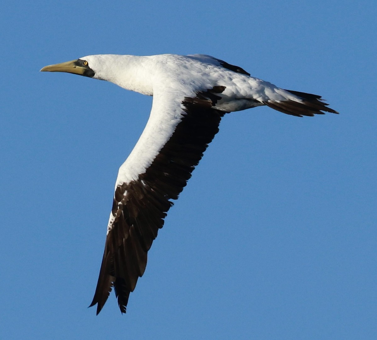 Masked Booby - ML616488871