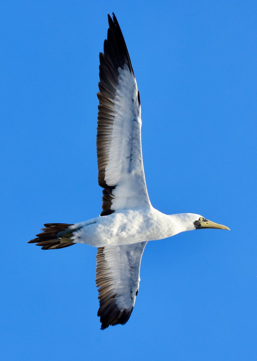 Masked Booby - ML616488872