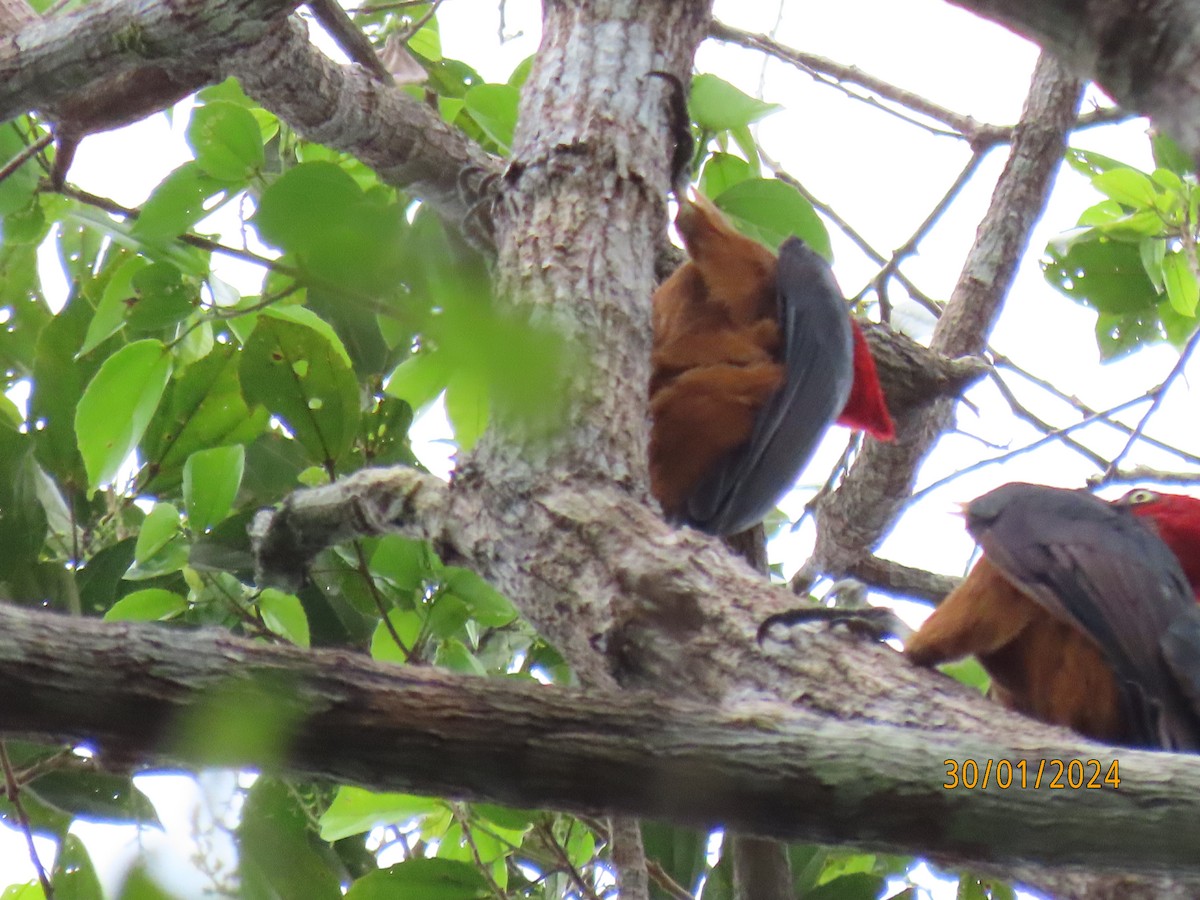 Red-necked Woodpecker - ML616488915