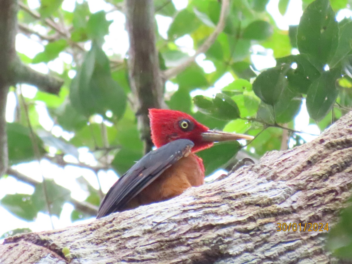 Red-necked Woodpecker - Alexander Carmona Sánchez
