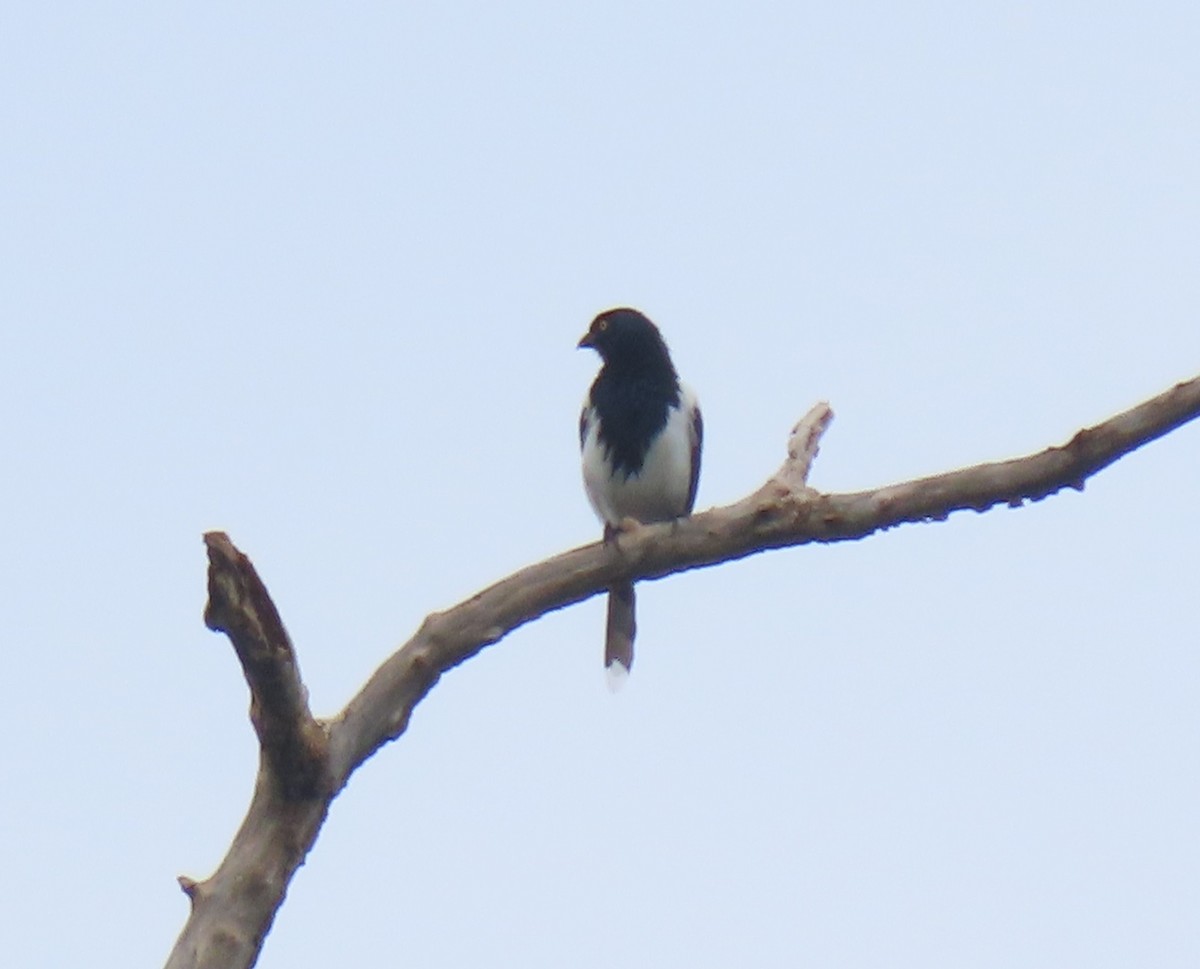 Magpie Tanager - ML616488975