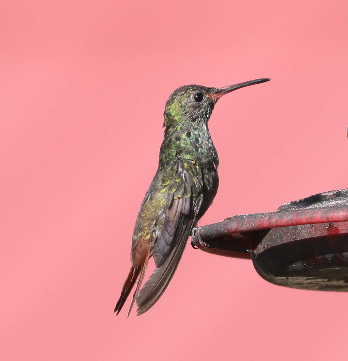 Rufous-tailed Hummingbird - Scott Surner