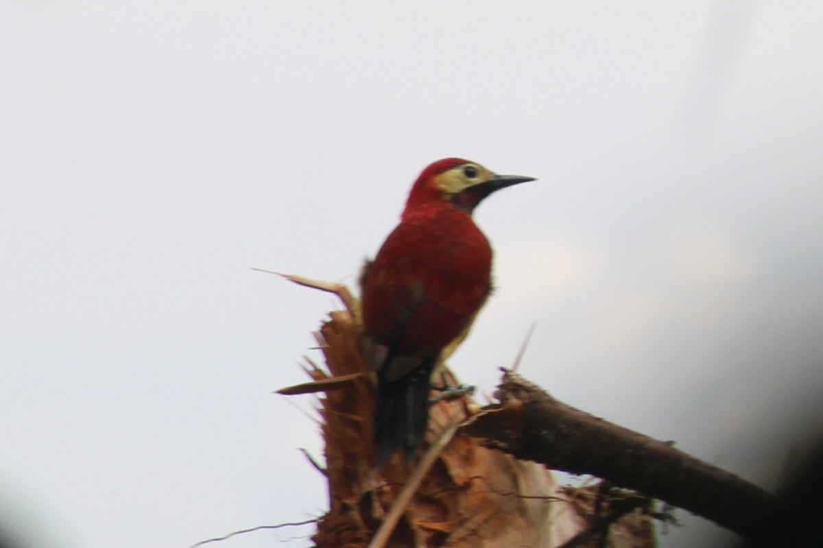 Crimson-mantled Woodpecker - ML616489034