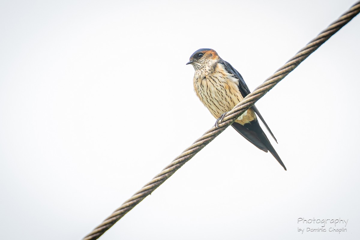 Red-rumped Swallow - ML616489050