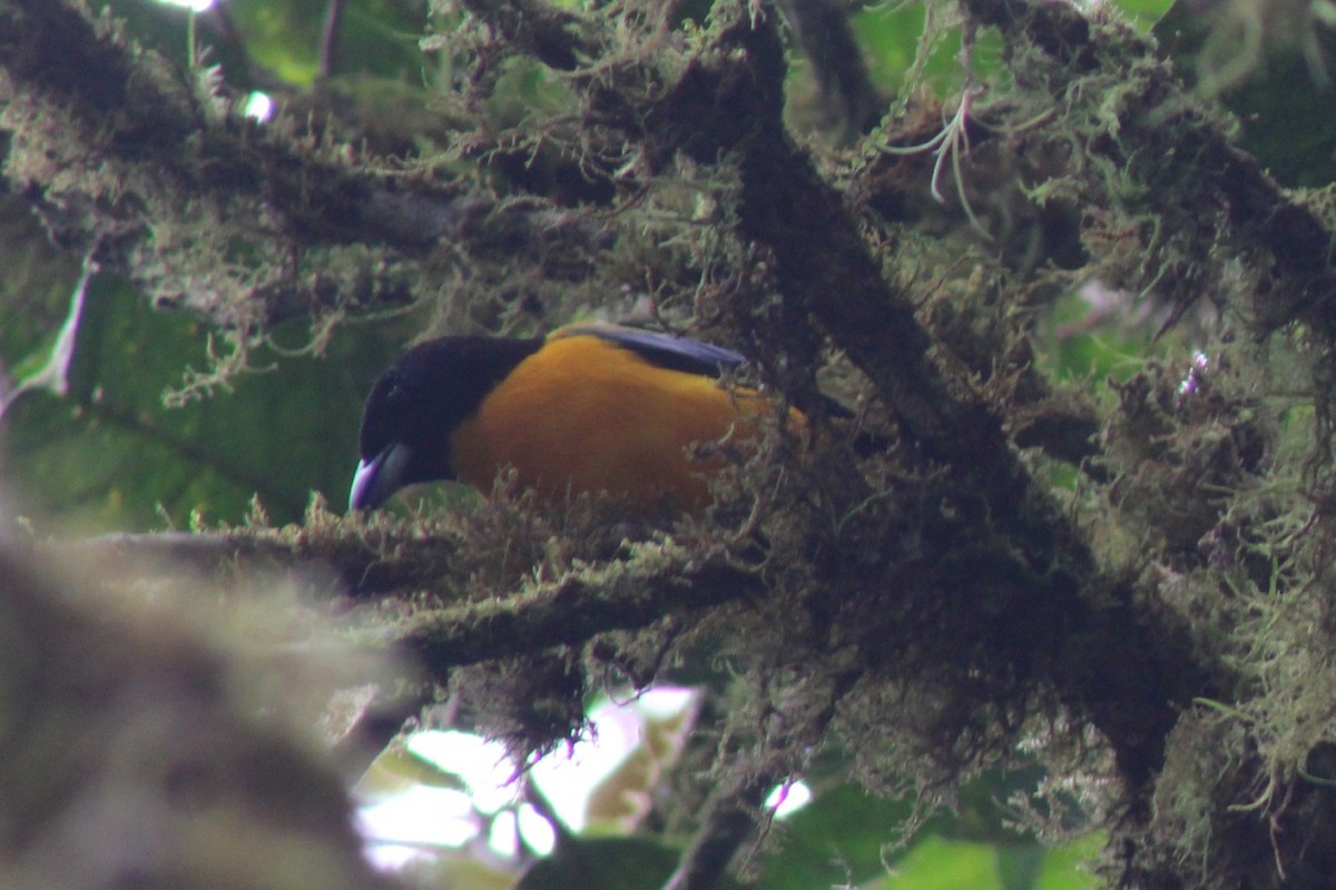 Black-chinned Mountain Tanager - ML616489067