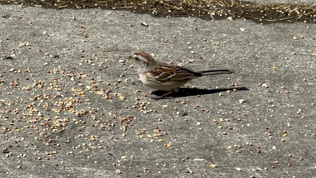 American Tree Sparrow - ML616489068